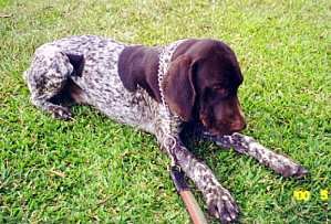 Cao expo.jpg (17650 bytes)