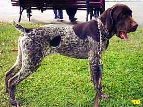 Cao expo2.jpg (17403 bytes)