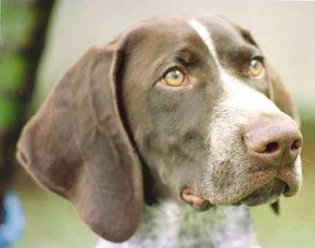 alanis.jpg (13529 bytes)