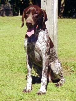 apolo-canil2.jpg (14068 bytes)