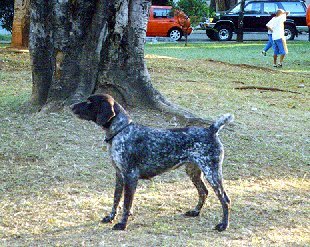 bala.jpg (38017 bytes)