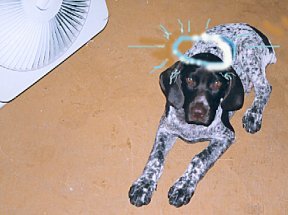 cao1.jpg (15784 bytes)