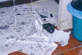 jere0.jpg (14851 bytes)