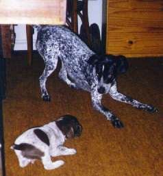 magos2.jpg (9421 bytes)