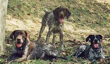 meninas.jpg (40300 bytes)