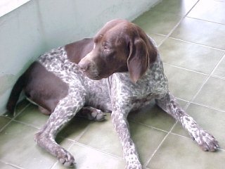 merlin2.jpg (17687 bytes)