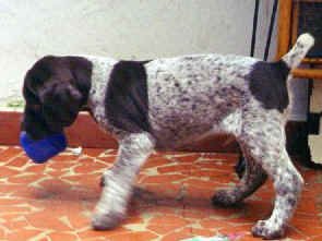 nickel3.jpg (21921 bytes)