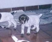 pap-antes.jpg (6024 bytes)