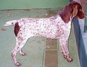 paprika.jpg (23711 bytes)