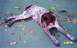 paprika2.jpg (27714 bytes)