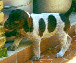 tora.jpg (21613 bytes)