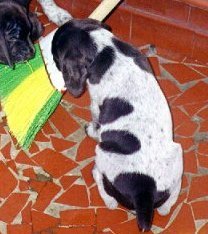 tora2.jpg (16986 bytes)