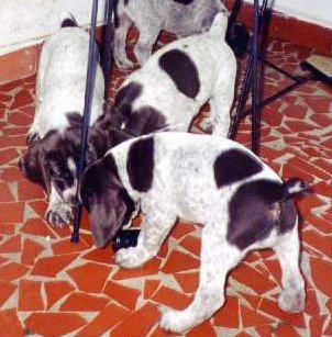 tora3.jpg (30304 bytes)