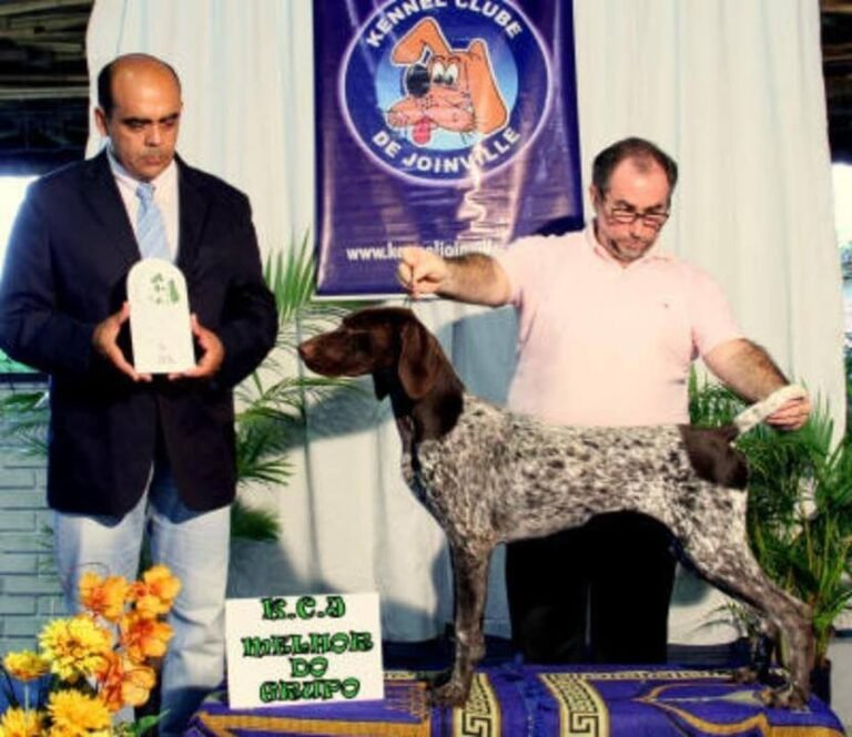 Abertura Brad