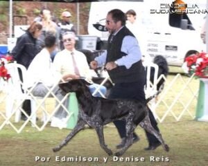 Ch GrCh Ch Pan & Int Heiderst Something Tenvy