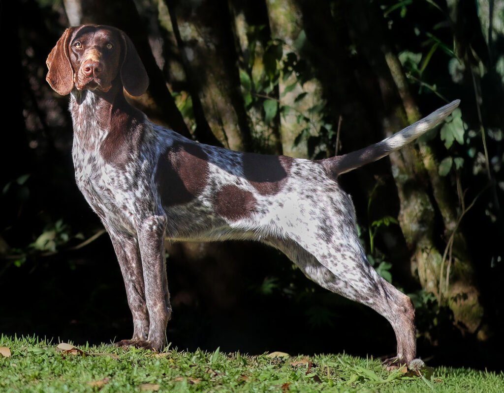 Nora Jones 2025 do Balaco Braco - Bliss