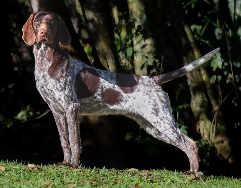 Nora Jones 2025 do Balaco Braco - Bliss